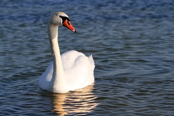 Cisne blanco en el agua. — Foto de Stock