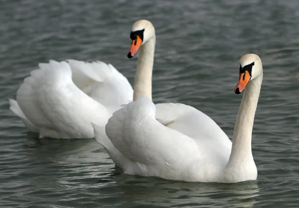 Cisnes brancos na água. — Fotografia de Stock