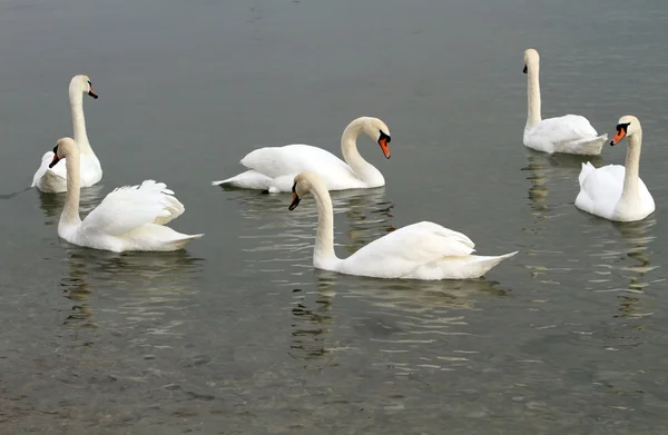 Белые лебеди в воде. — стоковое фото