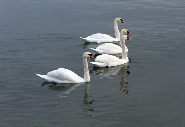 Cisnes blancos en el agua. — Foto de Stock
