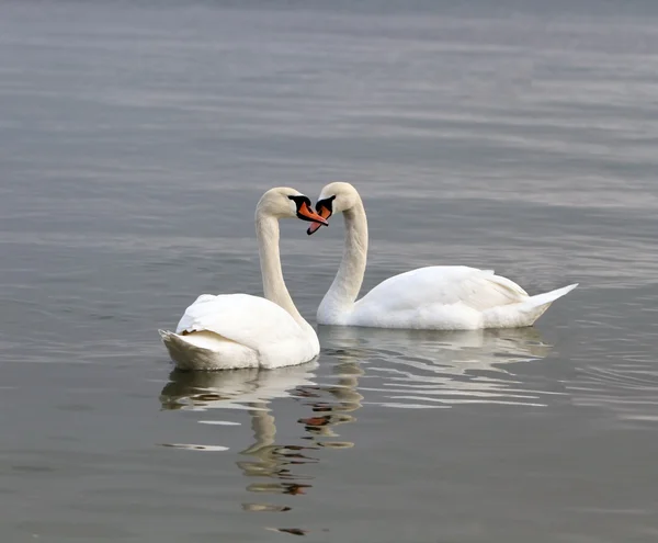 Cisnes blancos en el agua . —  Fotos de Stock