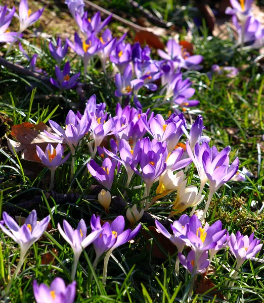 Beautiful violet crocus flowers in the garden. — Stock Photo, Image