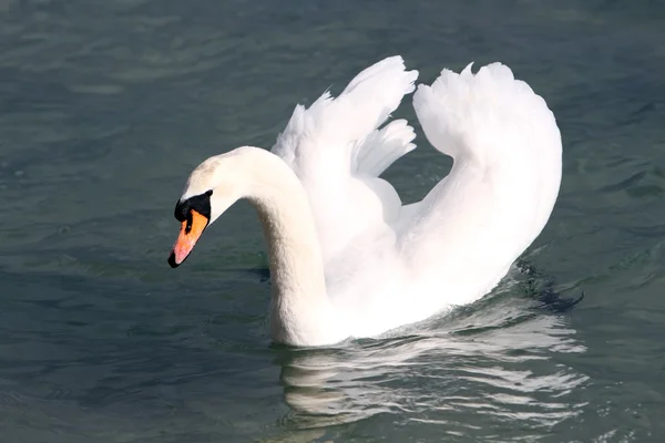 Cisne branco na água. — Fotografia de Stock