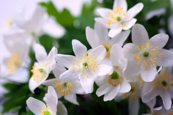 Anemone spring flowers — Stock Photo, Image