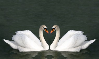 White swans in the water. clipart