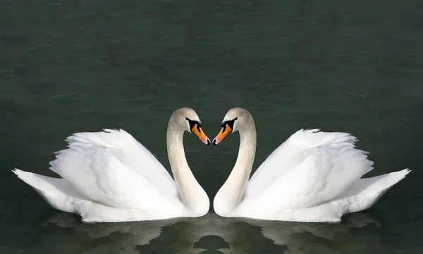 White swans in the water. — Stock Photo, Image