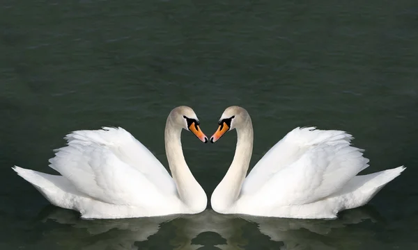 White swans in the water. Royalty Free Stock Photos