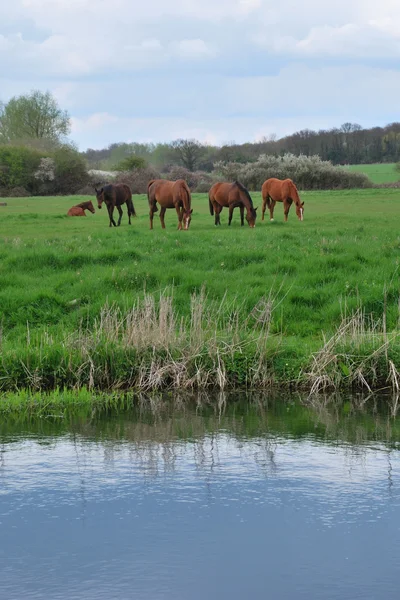 Caballos en campo con río — Foto de Stock
