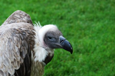 Head of vulture