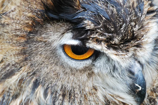 Owl head very close — Stock Photo, Image