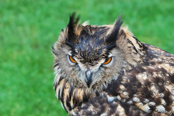 Owl head — Stock Photo, Image