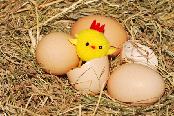 Chick hatching from egg — Stock Photo, Image