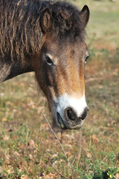 Exmoor pony πορτρέτο — Φωτογραφία Αρχείου
