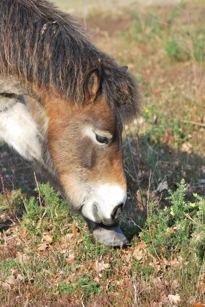 Exmoor pony krmení — Stock fotografie