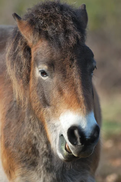 Testa di Pony — Foto Stock