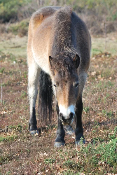 Exmoor pony — Φωτογραφία Αρχείου