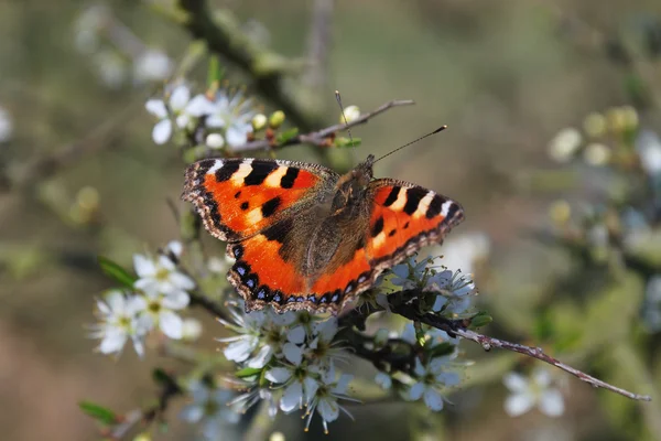 Red admiral butterfly outdoors — Stock Photo, Image