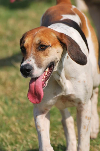 Охотничья собака с высунутым языком — стоковое фото