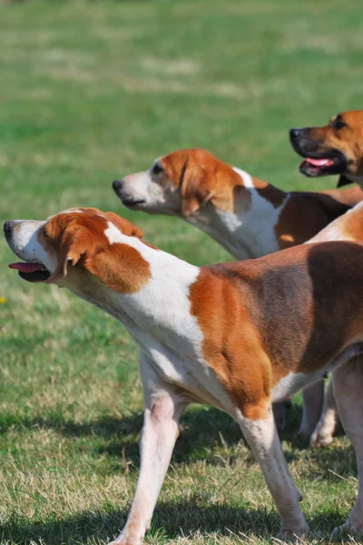 Tři lovecké psy — Stock fotografie