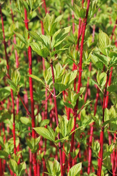 Červené a zelené rostliny — Stock fotografie