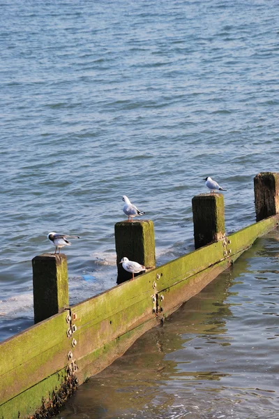 Gulls on breakwater — Stock Photo, Image