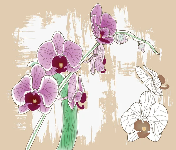 Orchidej větev — Stockový vektor