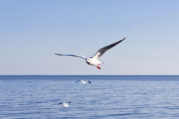 stock image Seagull flying on blue sky