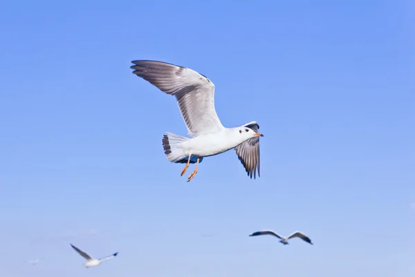 Gaviota volando en el cielo azul — Foto de Stock