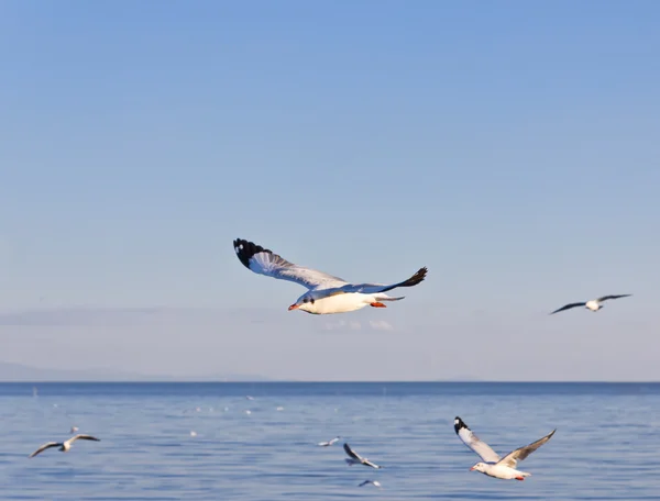 stock image Seagull flying on blue sky