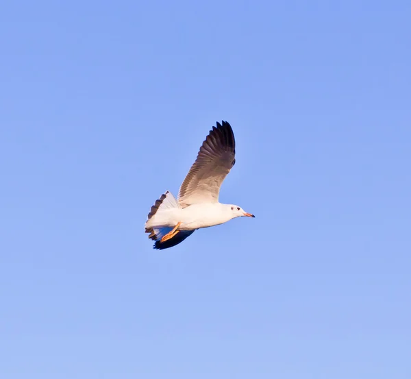 Meeuwen vliegen op blauwe lucht — Stockfoto