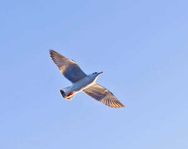 Meeuwen vliegen op blauwe lucht — Stockfoto