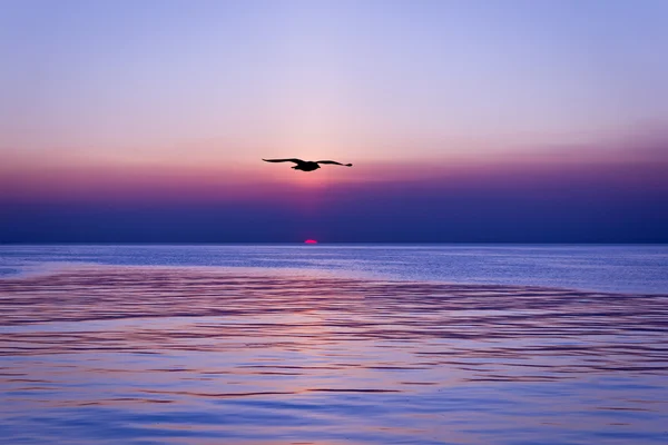 Solnedgång och silhouette fågel — Stockfoto