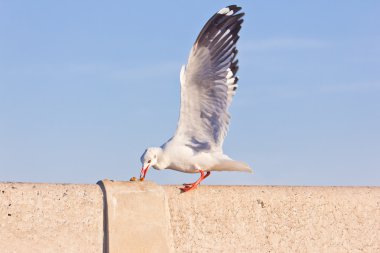 Beton köprü üzerinde yemek martı