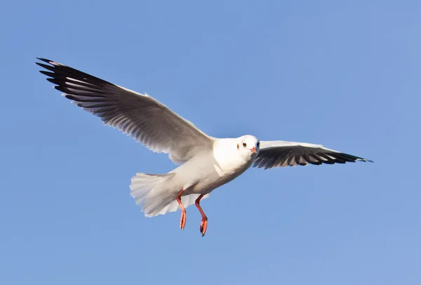 Seagull flying on blue sky — Stock Photo, Image