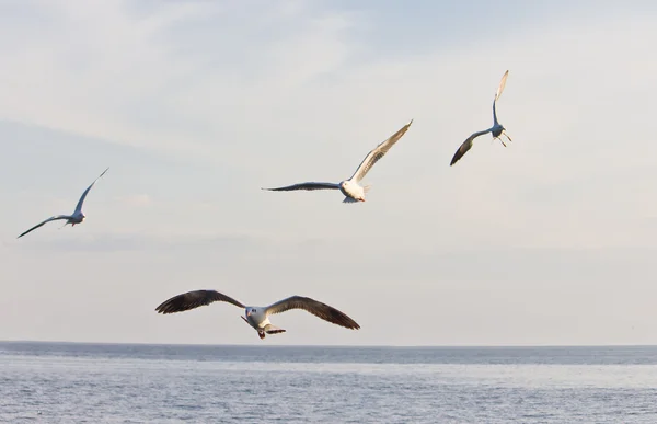 Чайка летит на голубом небе — стоковое фото