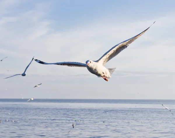 stock image Seagull flying on blue sky