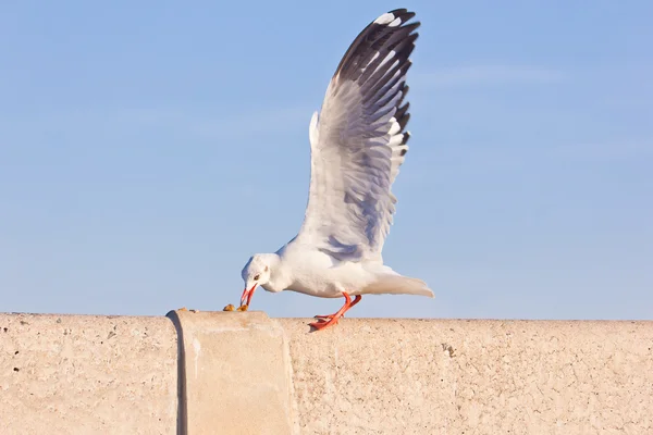 Seagull eating on concrete bridge — Stock Photo, Image
