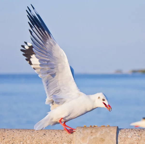 Seagull eating on concrete bridge — Stock Photo, Image