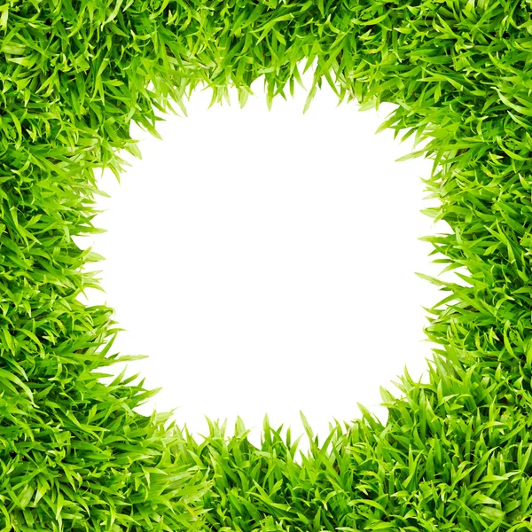 Cadre en herbe verte isolé sur fond blanc — Photo