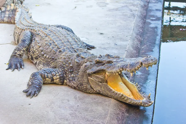 Crocodilo perigoso boca aberta — Fotografia de Stock