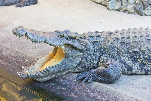 Crocodilo perigoso boca aberta — Fotografia de Stock