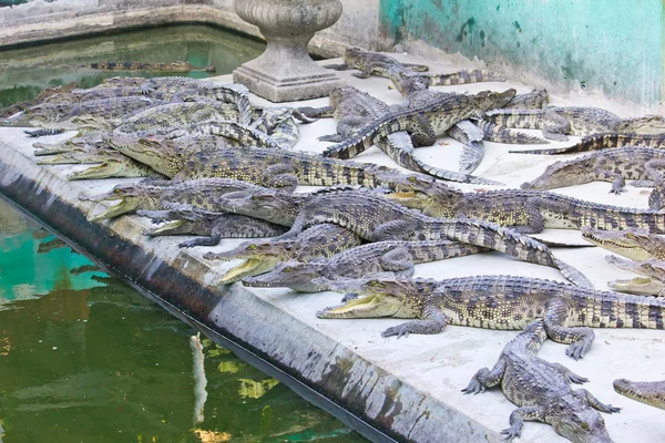 Crocodilos jovens descansando — Fotografia de Stock