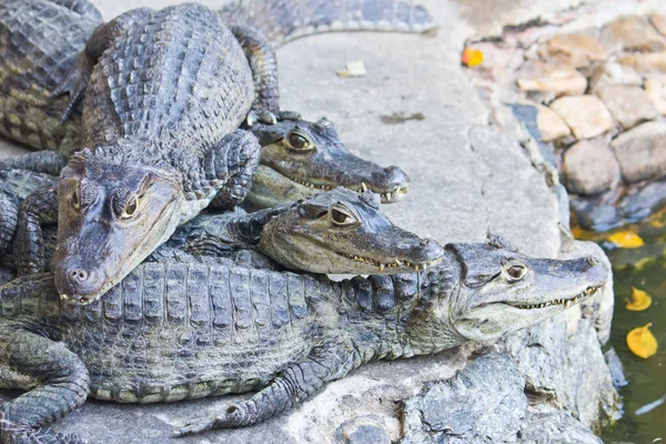 Jovens crocodilos assistindo — Fotografia de Stock