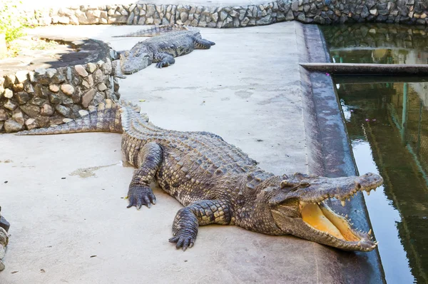 Crocodilo perigoso boca aberta — Fotografia de Stock