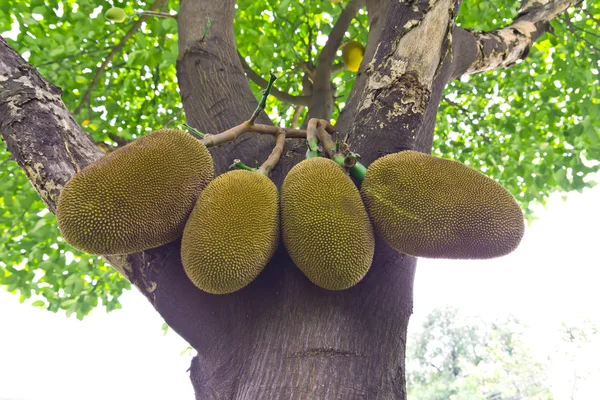 Jackfruits — Stockfoto