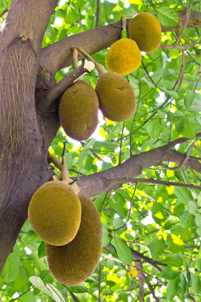 Jackfruits — Stok fotoğraf