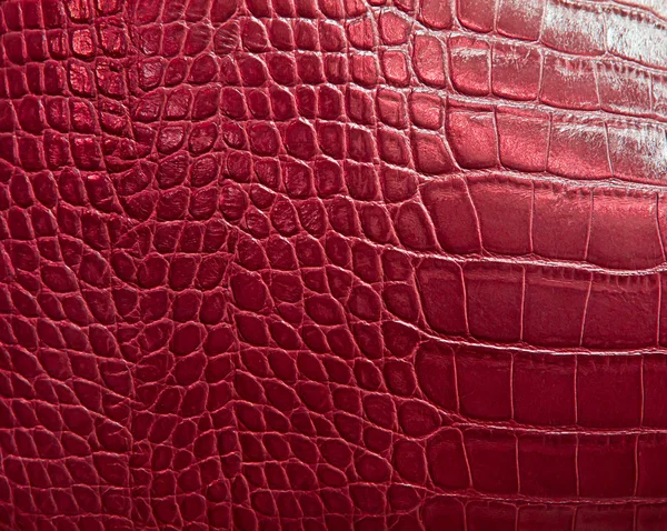 Crocodile skin texture — Stock Photo, Image