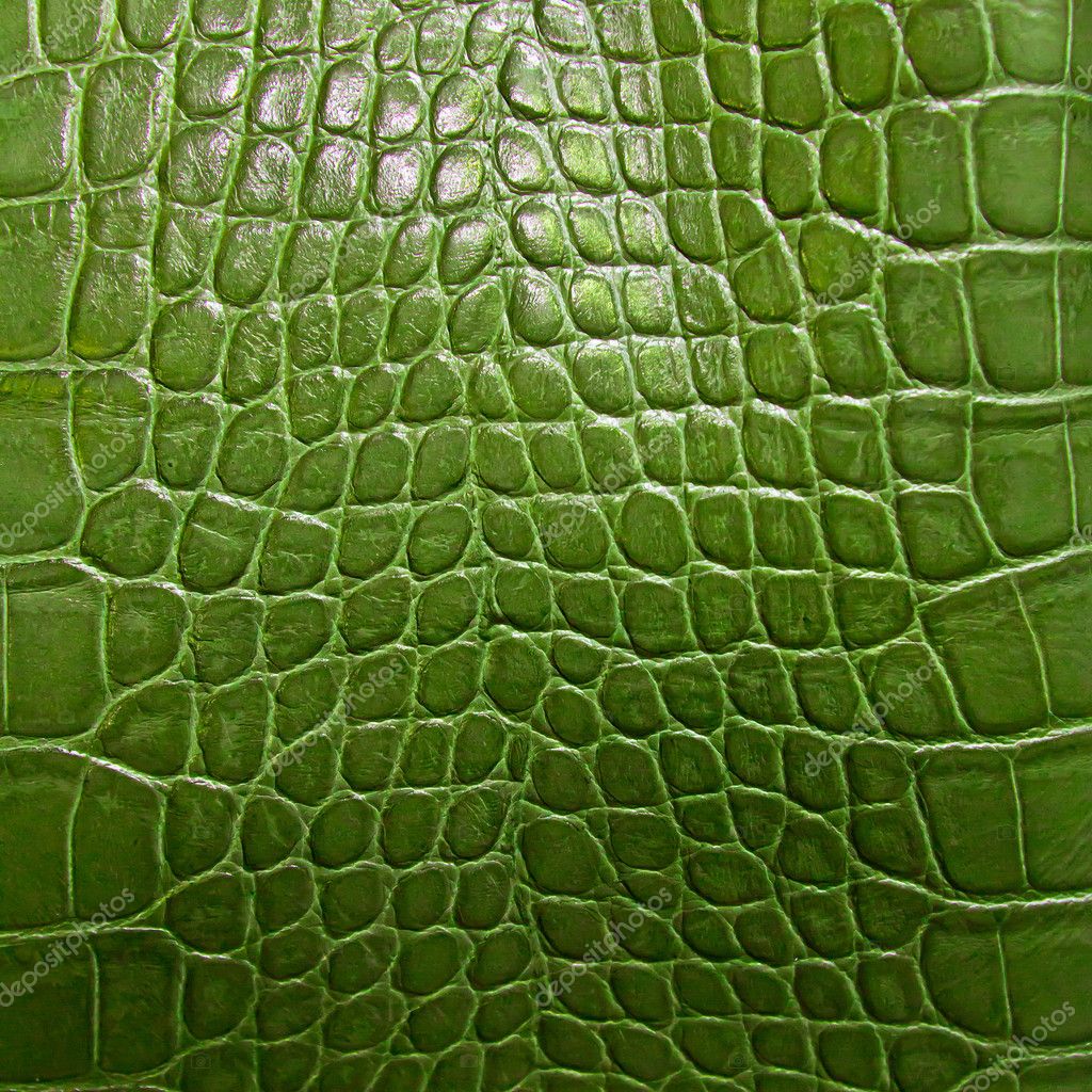 Crocodile skin texture Stock Photo by ©roberaten 21382505