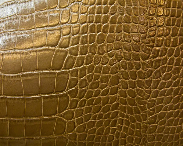 Texture de peau de crocodile — Photo