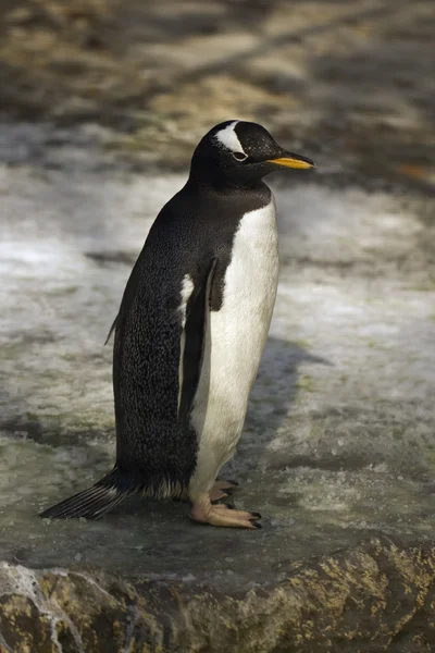 stock image Penguin